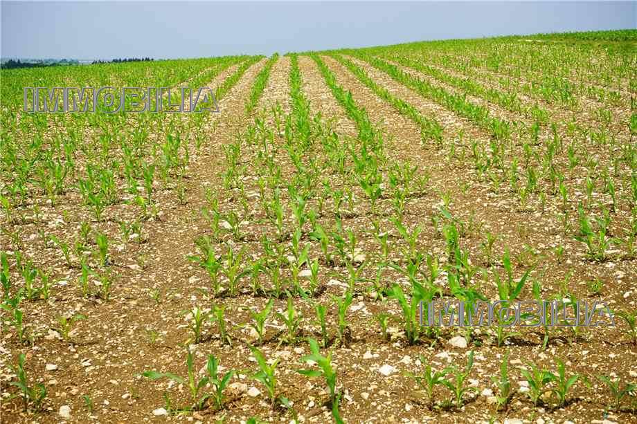 Terreno edificabile in vendita a Fighille, Citerna (PG)