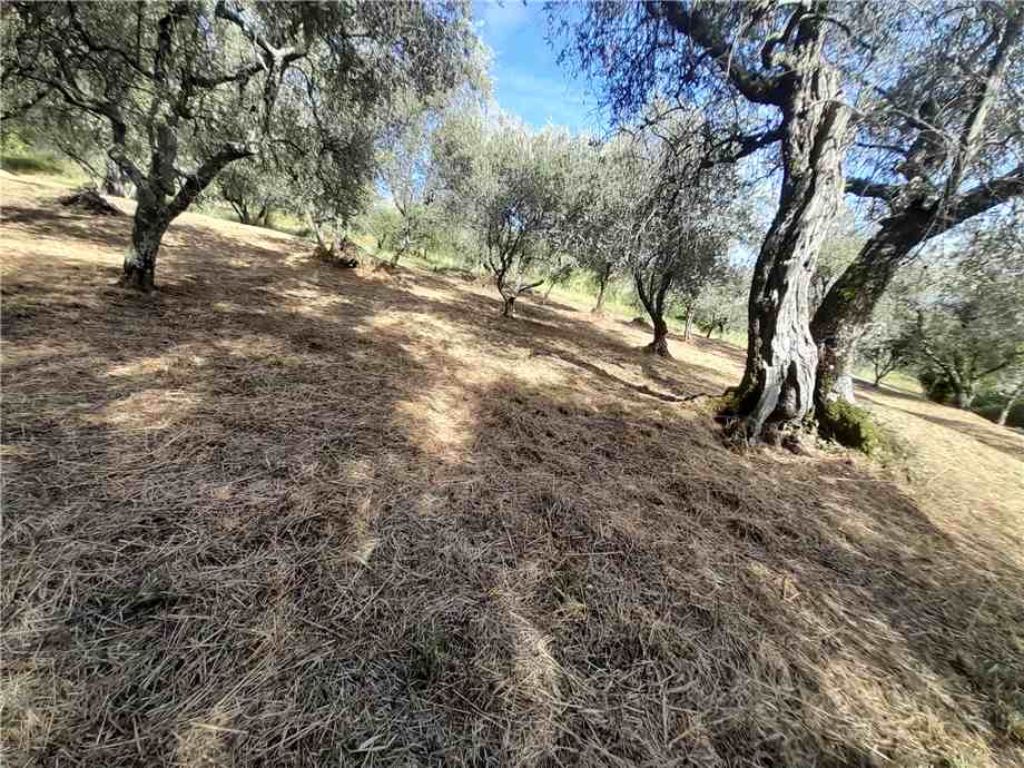 Vendita Villa/Casa singola Capannori San Pietro a Marcigliano #cindspie350 n.14